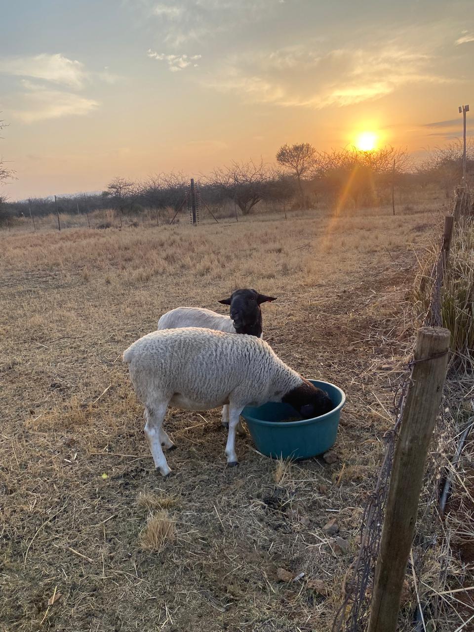 Two sheep feeding in a golden grass paddock as the sun sets over the farm