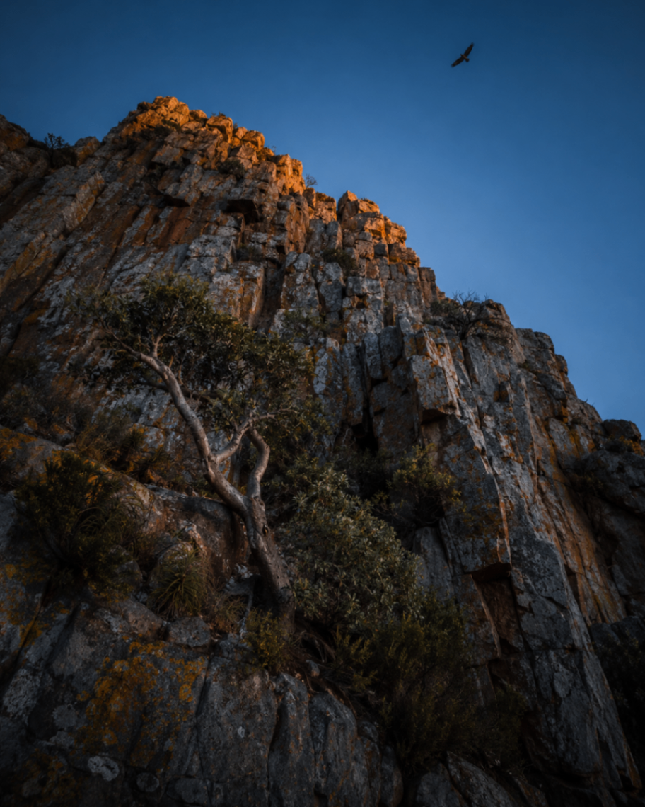 Magaliesberg quartzite ridge at golden hour with open grassland